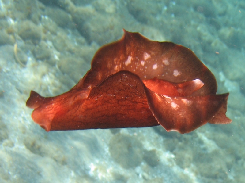 Aplysia cf. fasciata